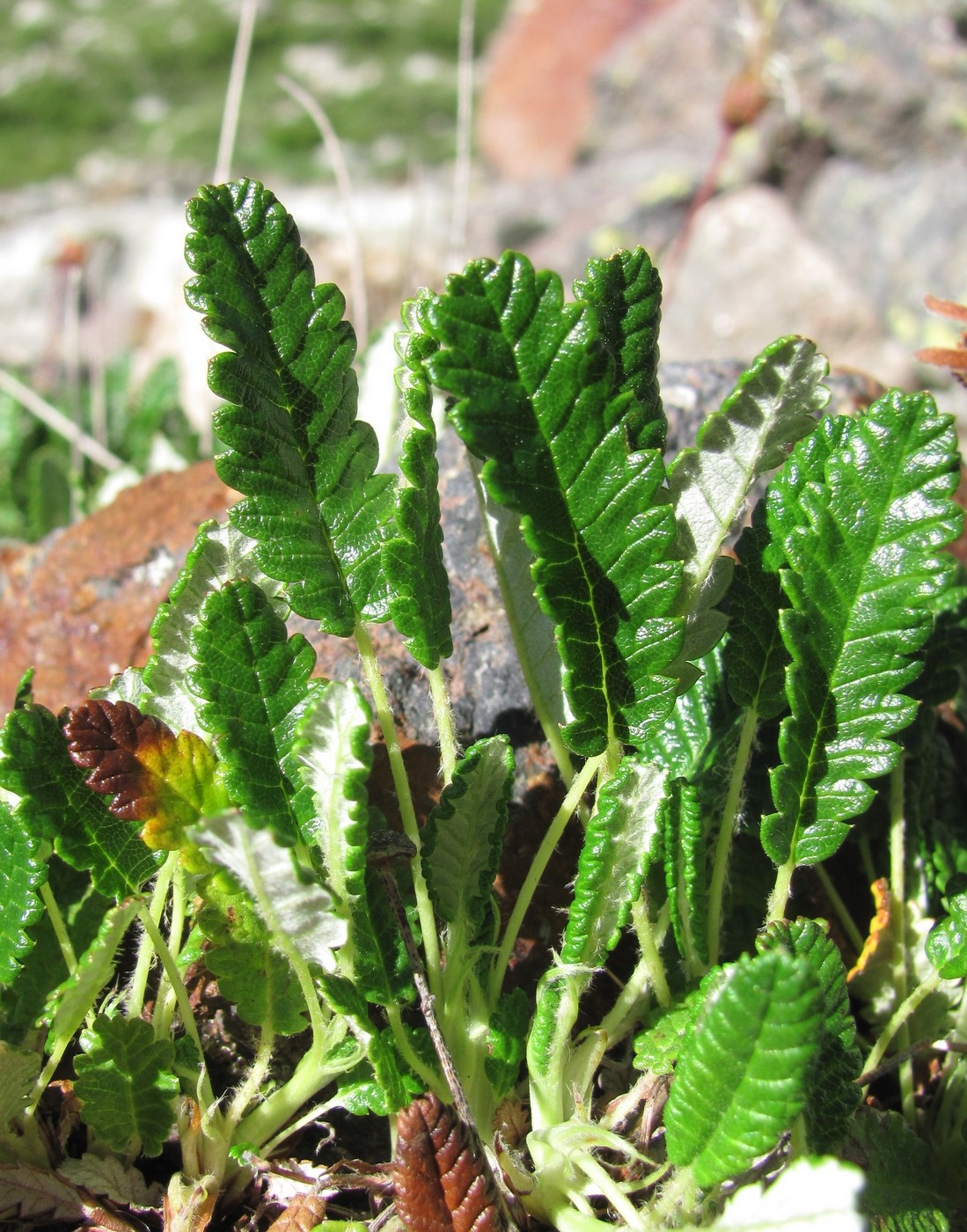 Image of Dryas caucasica specimen.