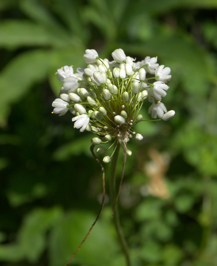 Image of Allium myrianthum specimen.