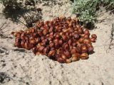 Carex physodes. Плоды (ветровая аккумуляция). Казахстан, пустыня в окр. ю-з. угла оз. Балхаш. 20 мая 2016 г.