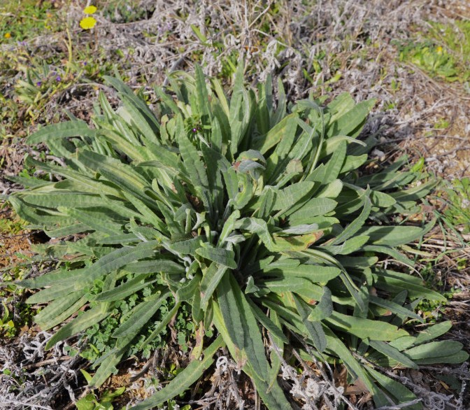 Image of Anchusa officinalis specimen.