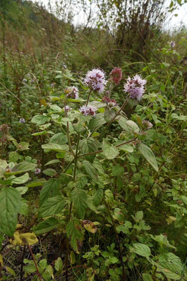 Image of Mentha aquatica specimen.