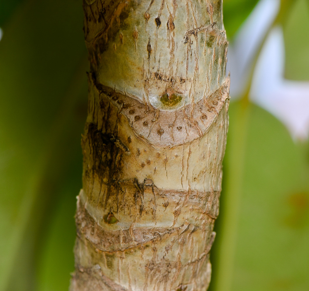 Image of Heptapleurum actinophyllum specimen.