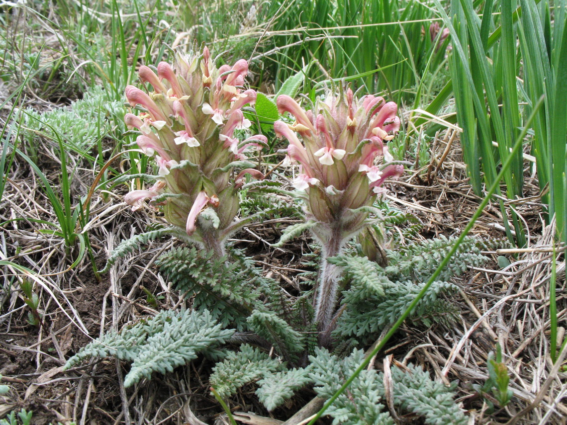 Image of Pedicularis alatauica specimen.