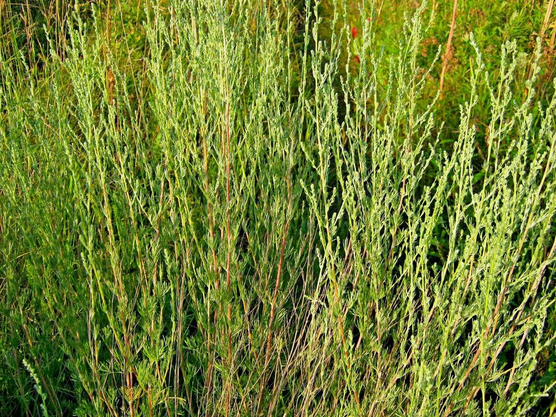 Image of genus Artemisia specimen.