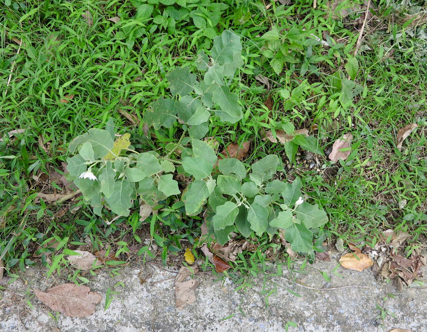 Image of Solanum undatum specimen.