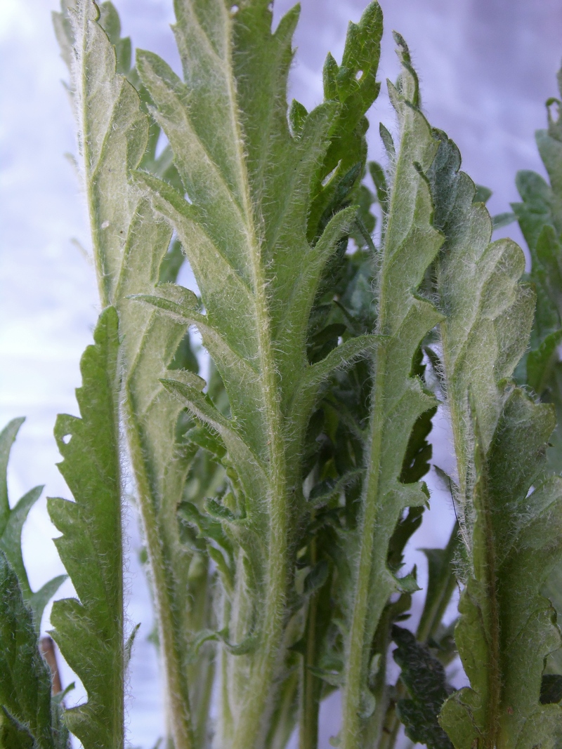 Image of Senecio grandidentatus specimen.