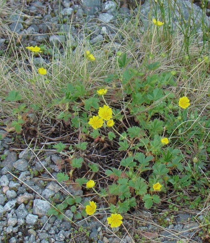 Изображение особи Potentilla crantzii.