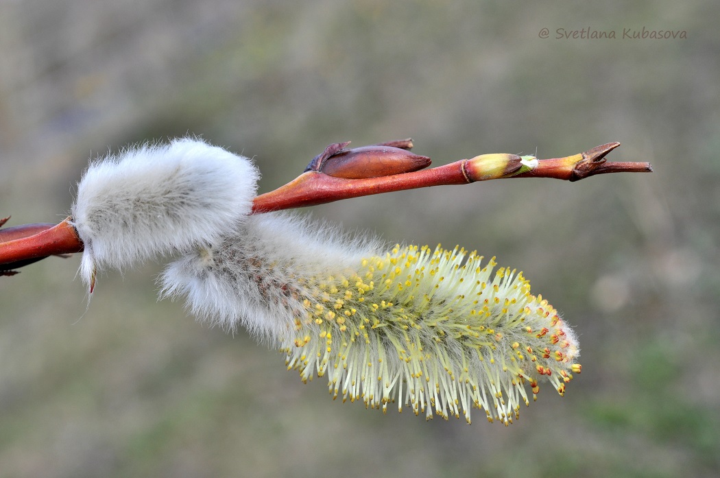 Изображение особи Salix daphnoides.