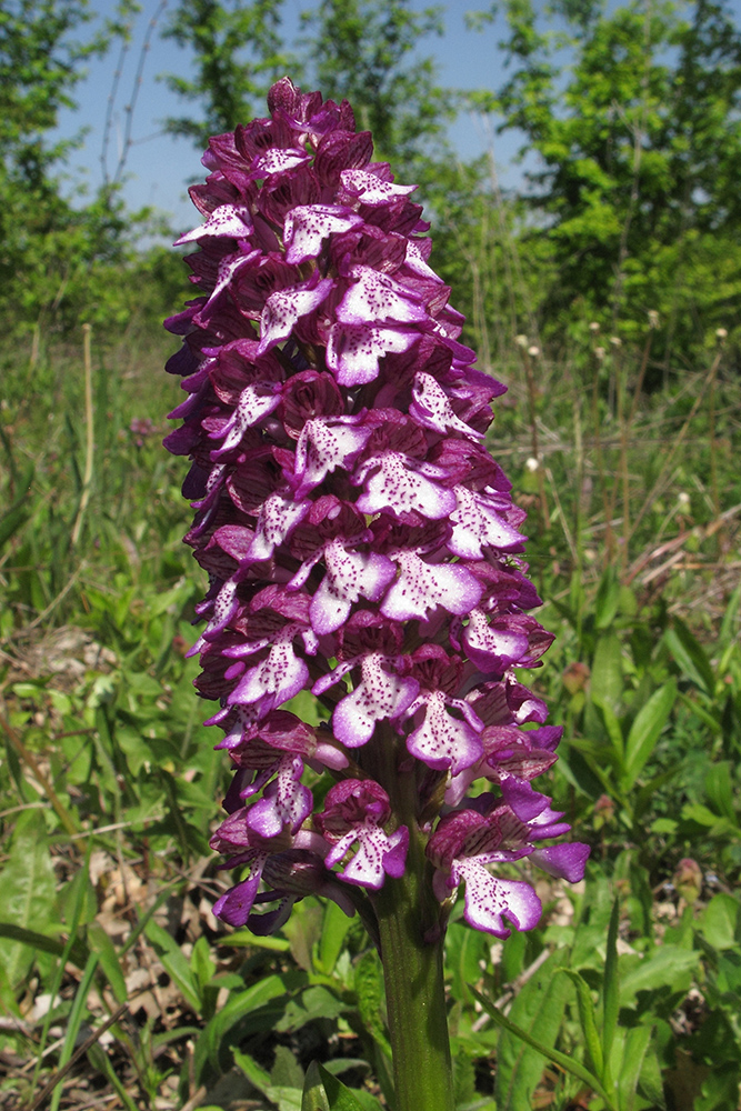 Image of Orchis purpurea ssp. caucasica specimen.