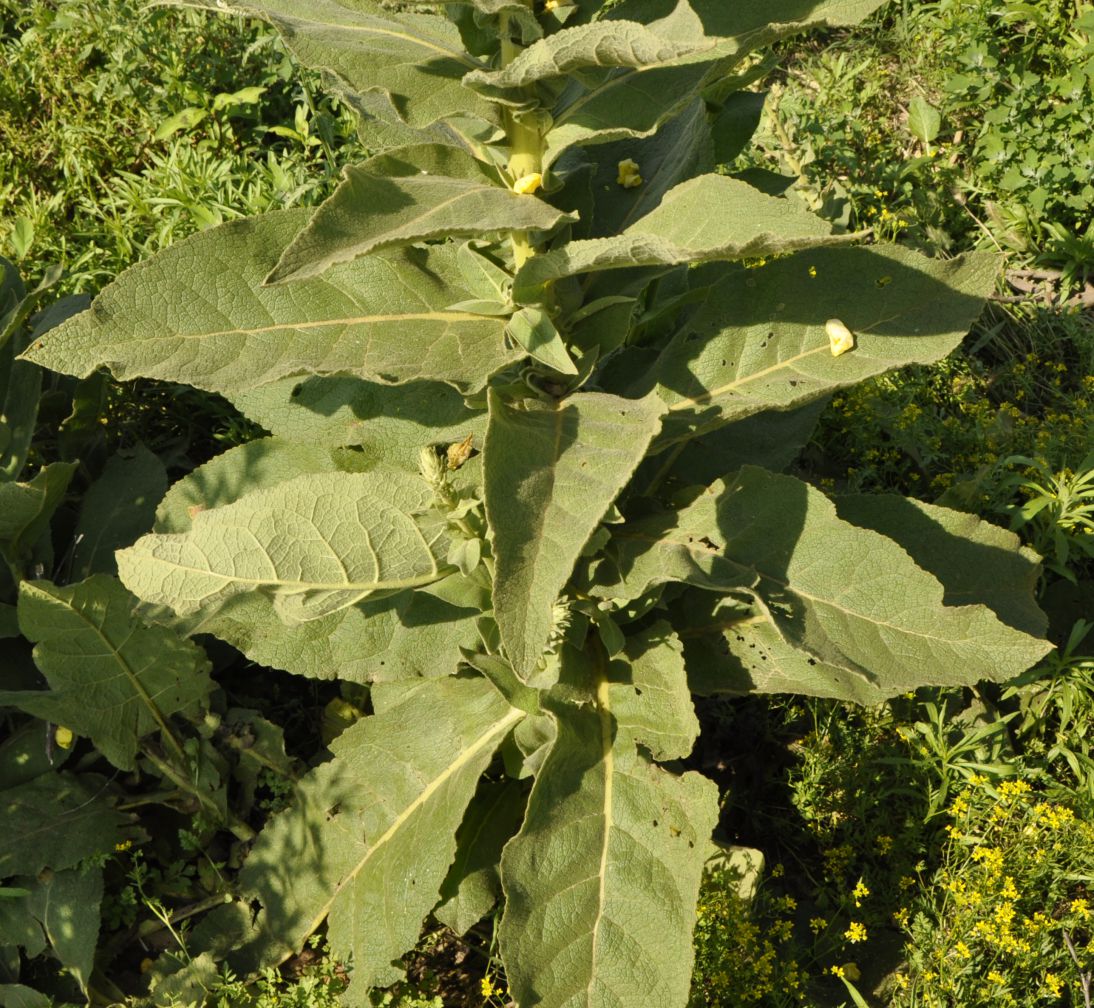 Image of genus Verbascum specimen.