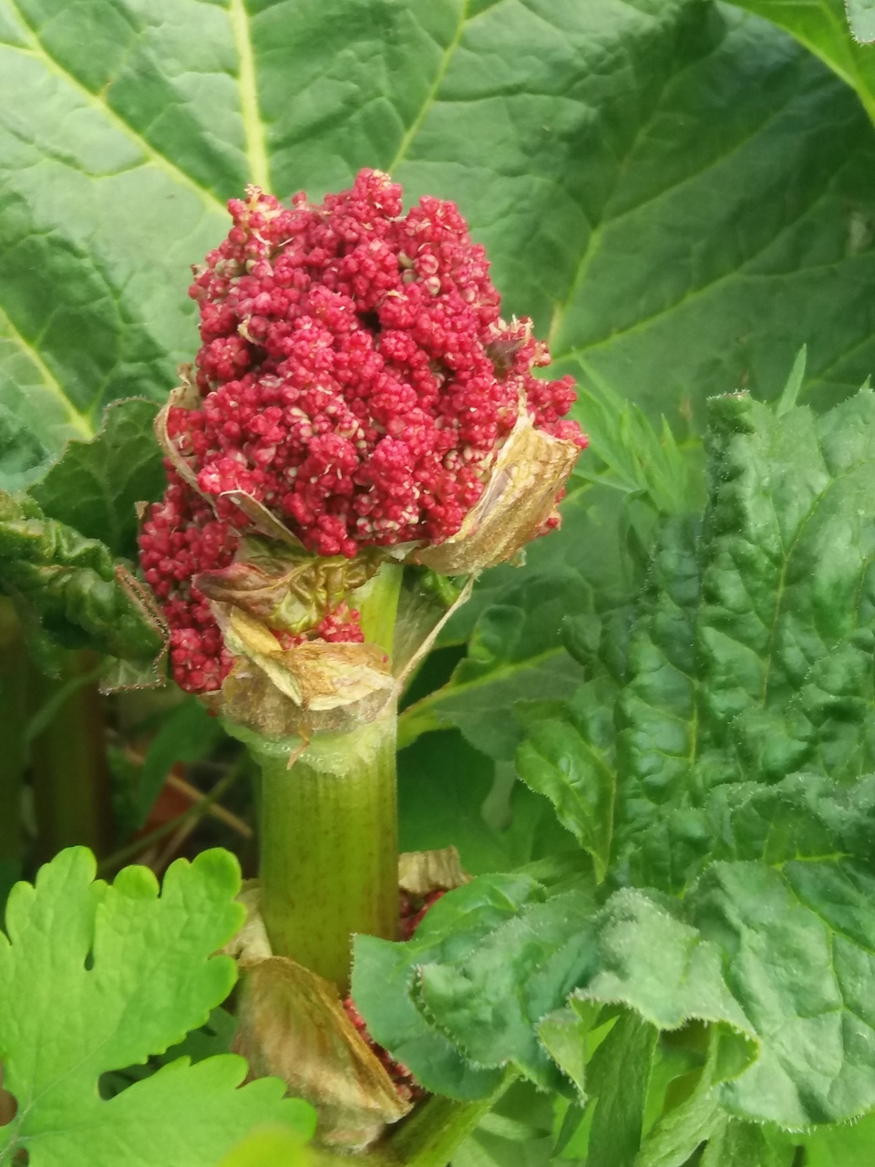 Ревень фото. Ревень волнистый Rheum rhabarbarum. Ревень волнистый. Кислица ревень. Ревень густоцветковый.