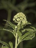 Eupatorium cannabinum. Верхушка ветви с развивающимися соцветиями. Крым, Бахчисарайский р-н, пос. Куйбышево, каменистый берег реки Бельбек, место стока родниковых вод. 28.06.2017.