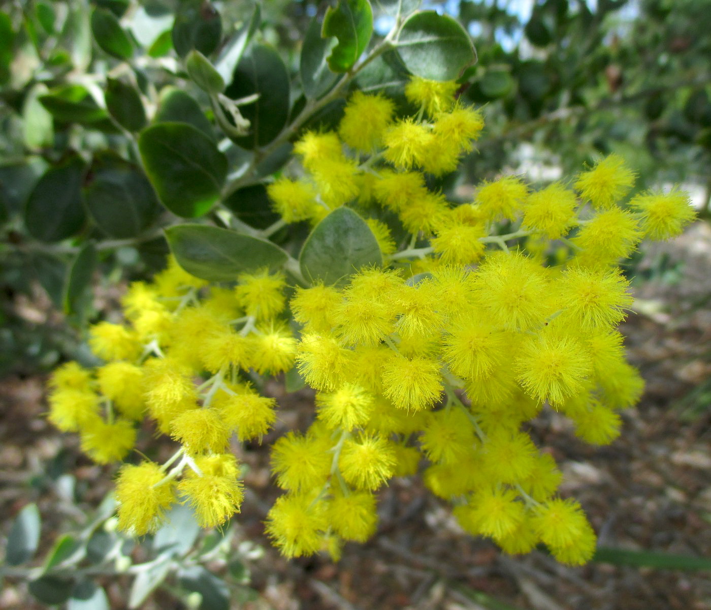 Image of Acacia podalyriifolia specimen.