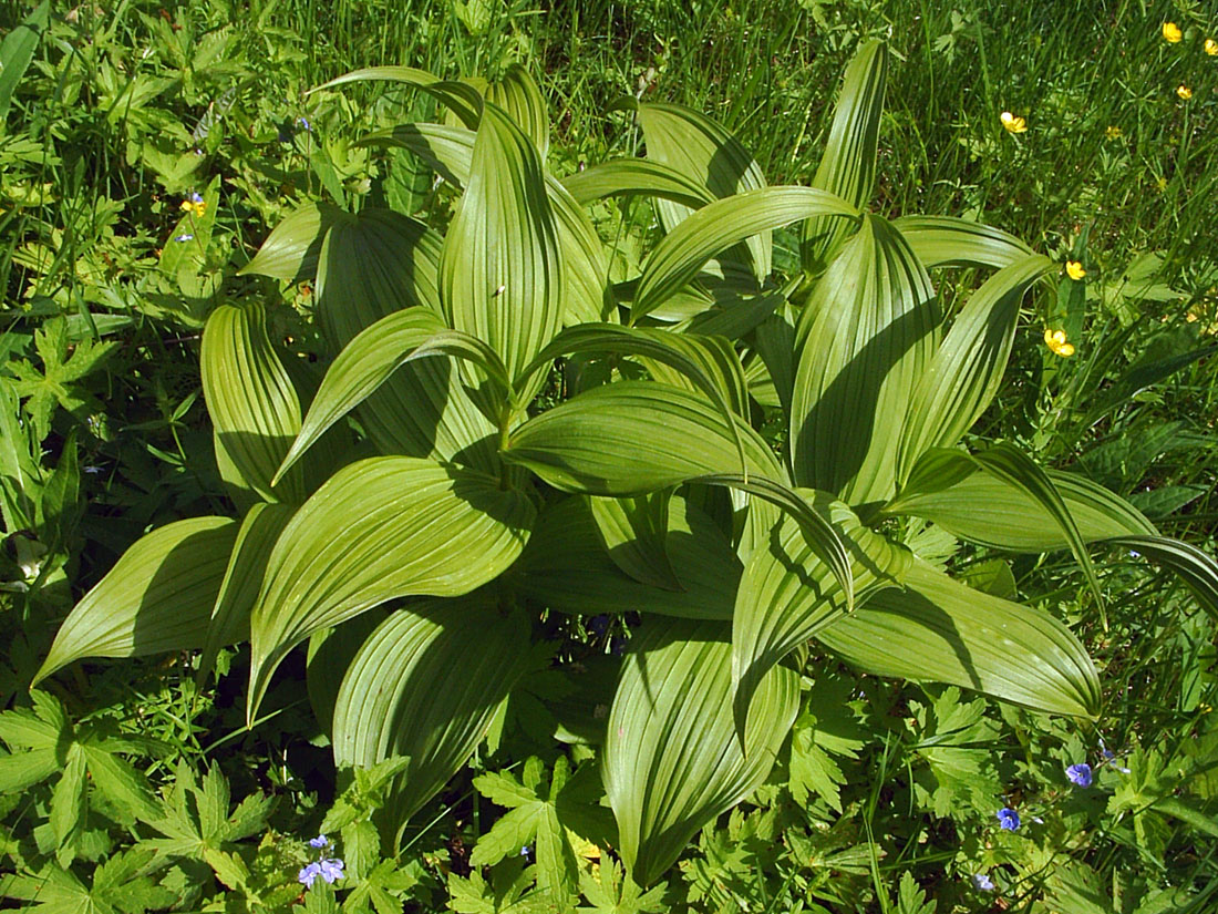 Image of Veratrum lobelianum specimen.