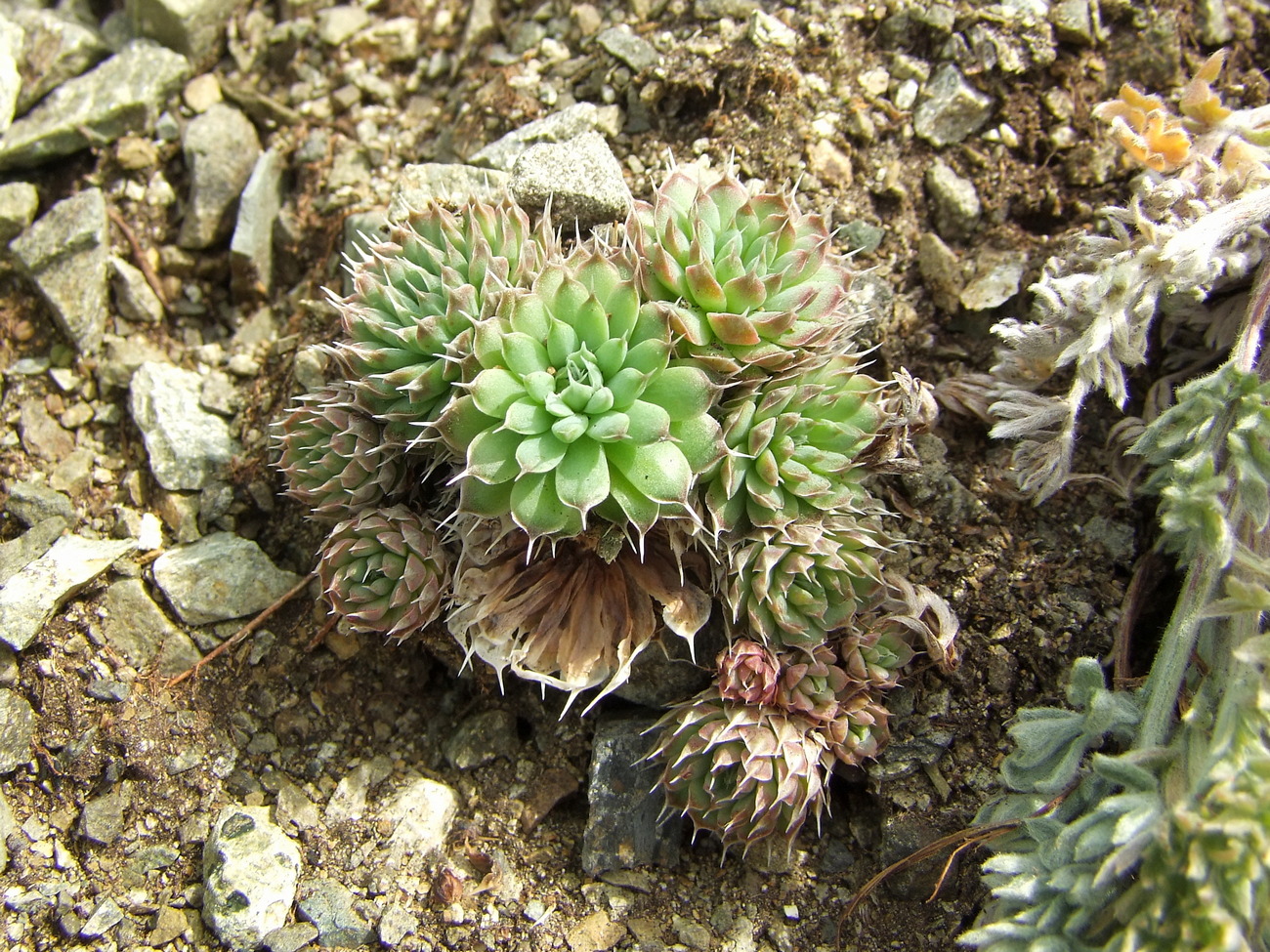 Image of Orostachys spinosa specimen.