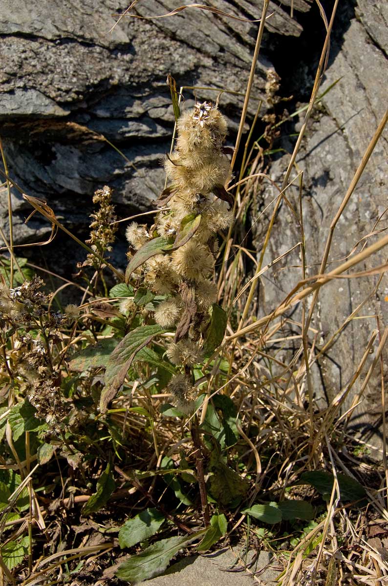 Image of Solidago virgaurea specimen.