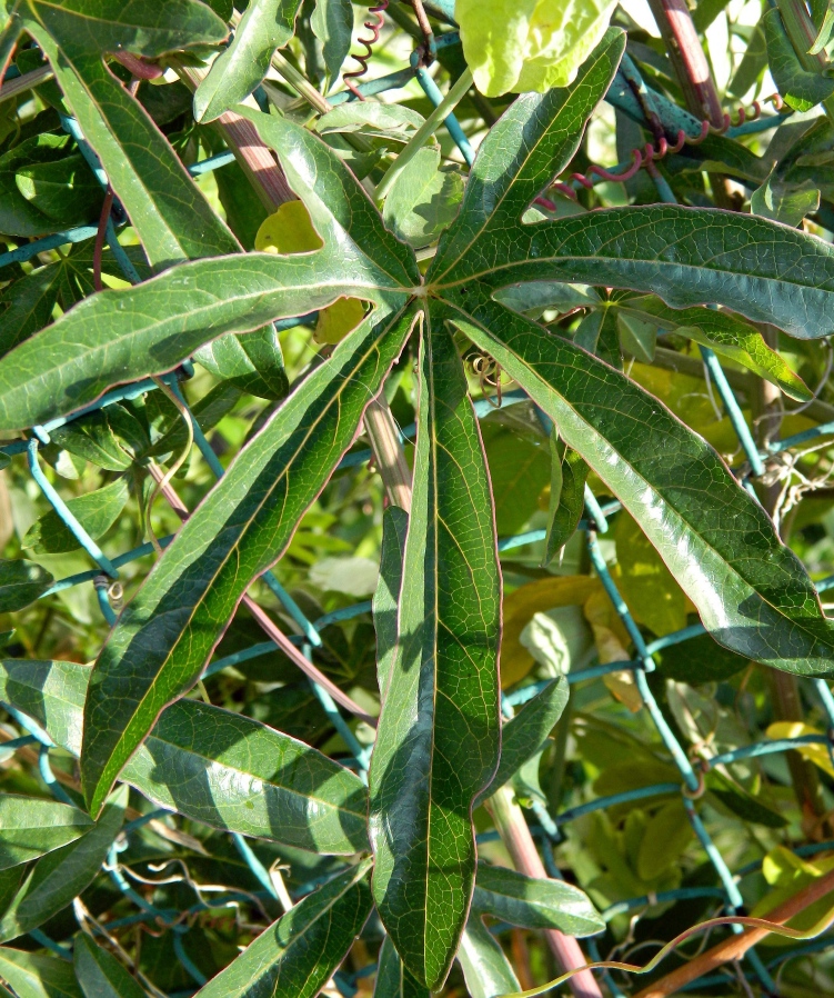 Image of Passiflora caerulea specimen.