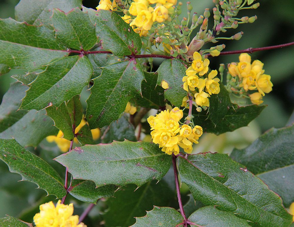 Image of Mahonia aquifolium specimen.