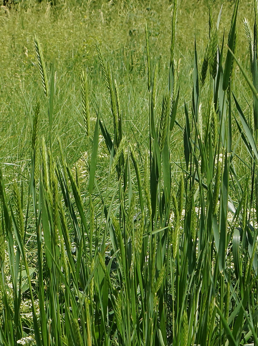 Image of Agropyron pectinatum specimen.