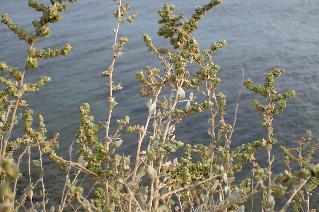 Image of Atriplex halimus specimen.