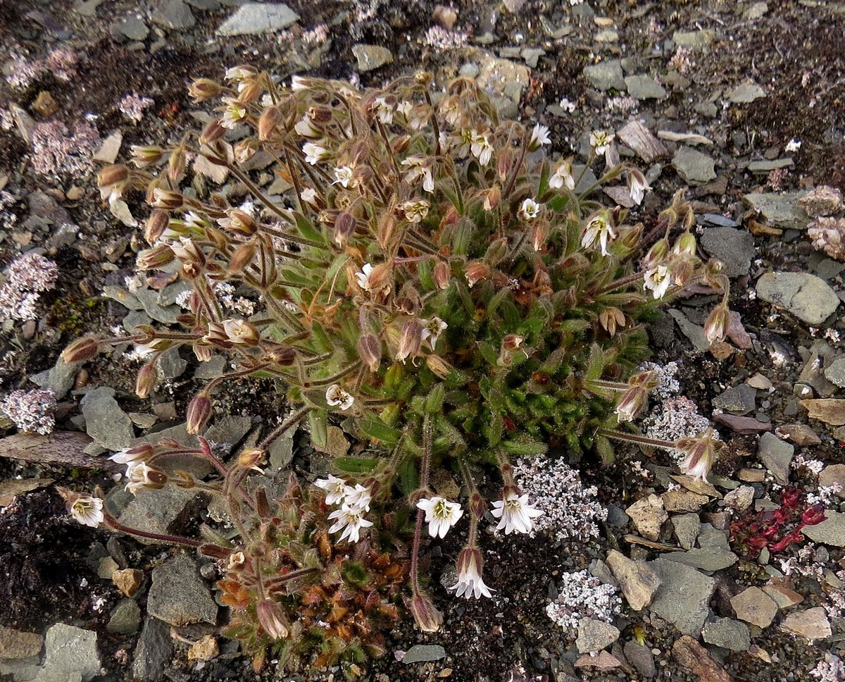 Image of Cerastium bialynickii specimen.