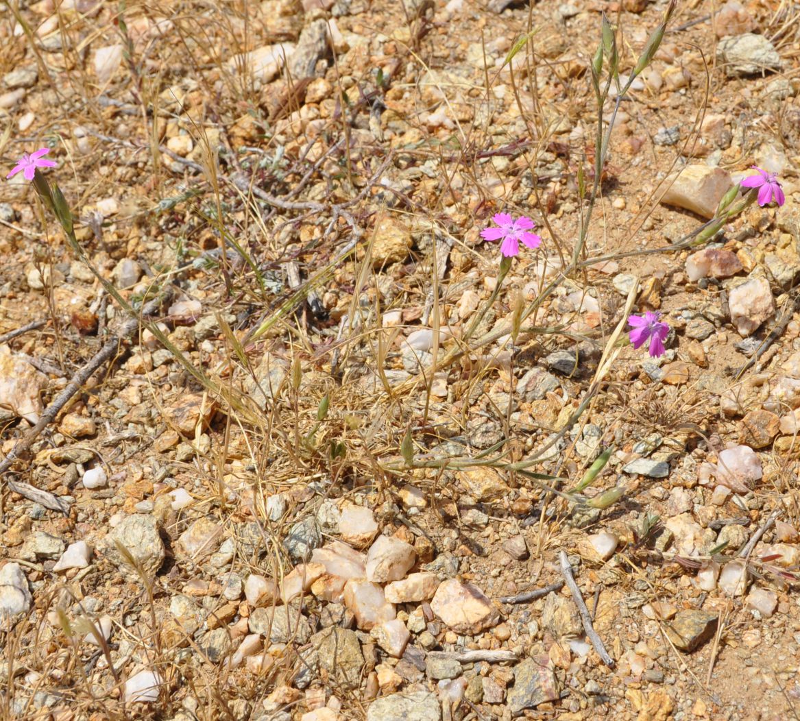 Изображение особи Dianthus diffusus.