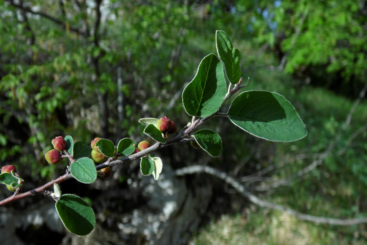 Image of Cotoneaster integerrimus specimen.