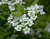 Spiraea × cinerea. Цветки и листья. Пермь, Свердловский р-н, в городском озеленении. 1 июня 2018 г.