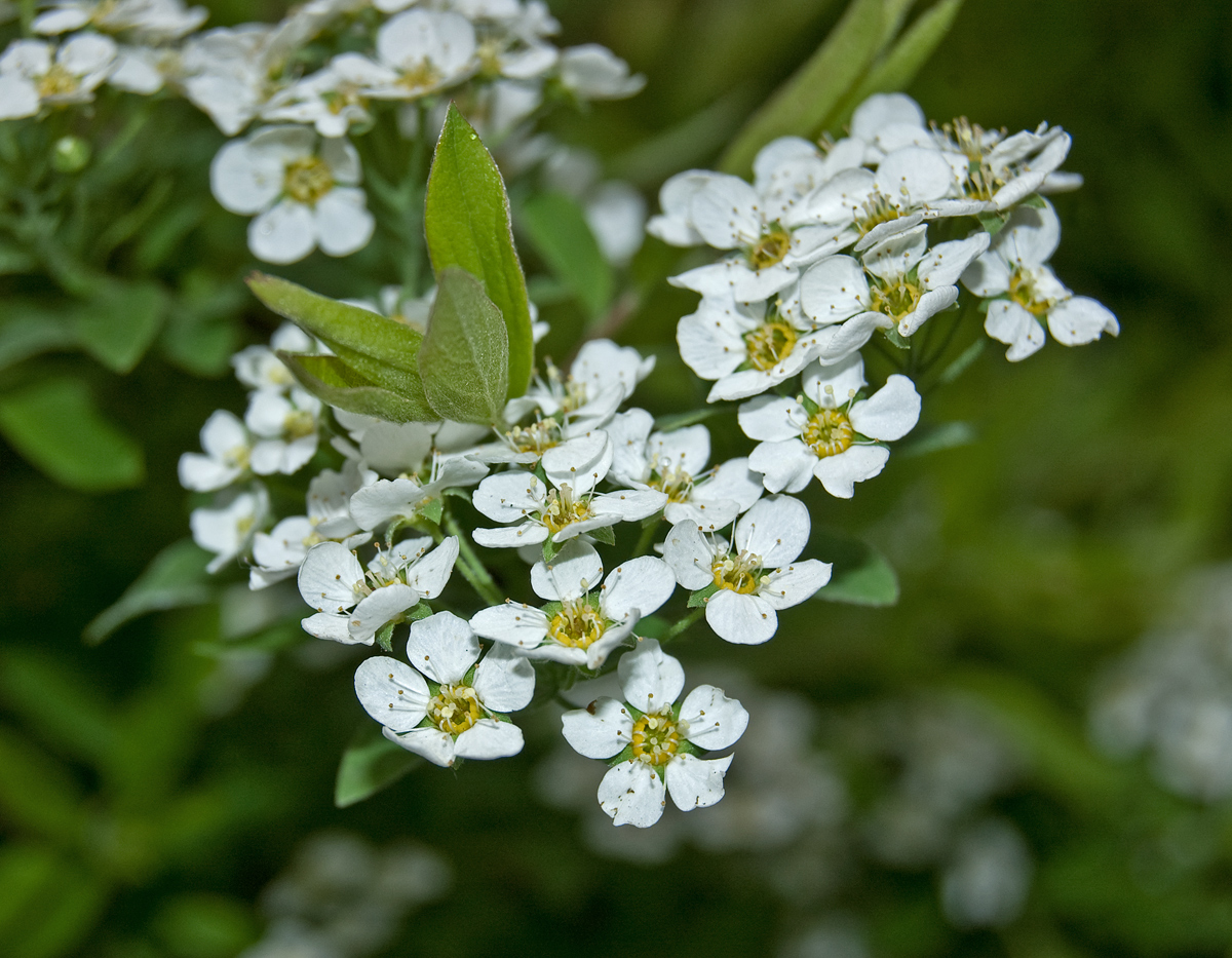 Image of Spiraea &times; cinerea specimen.