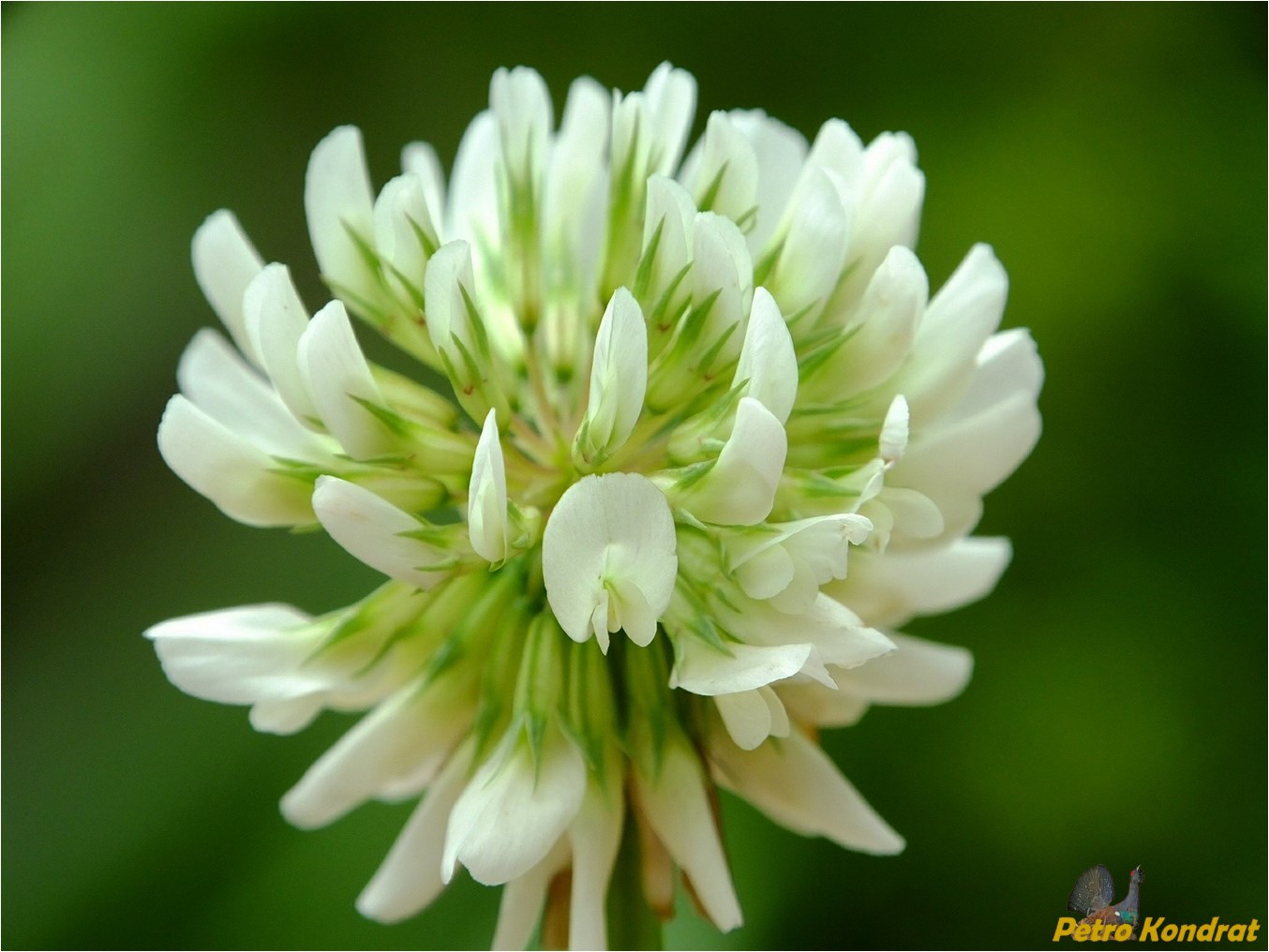 Image of Trifolium repens specimen.