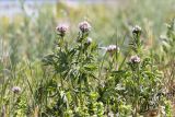 Valeriana salina