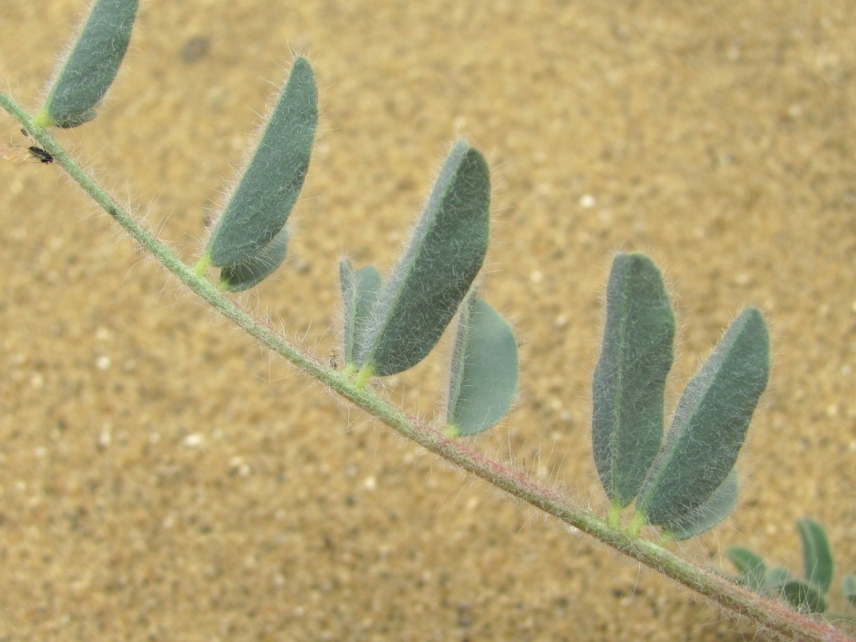 Изображение особи Astragalus longipetalus.