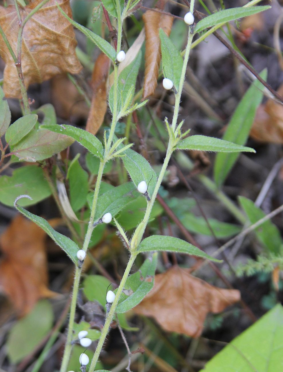 Image of Aegonychon purpureocaeruleum specimen.