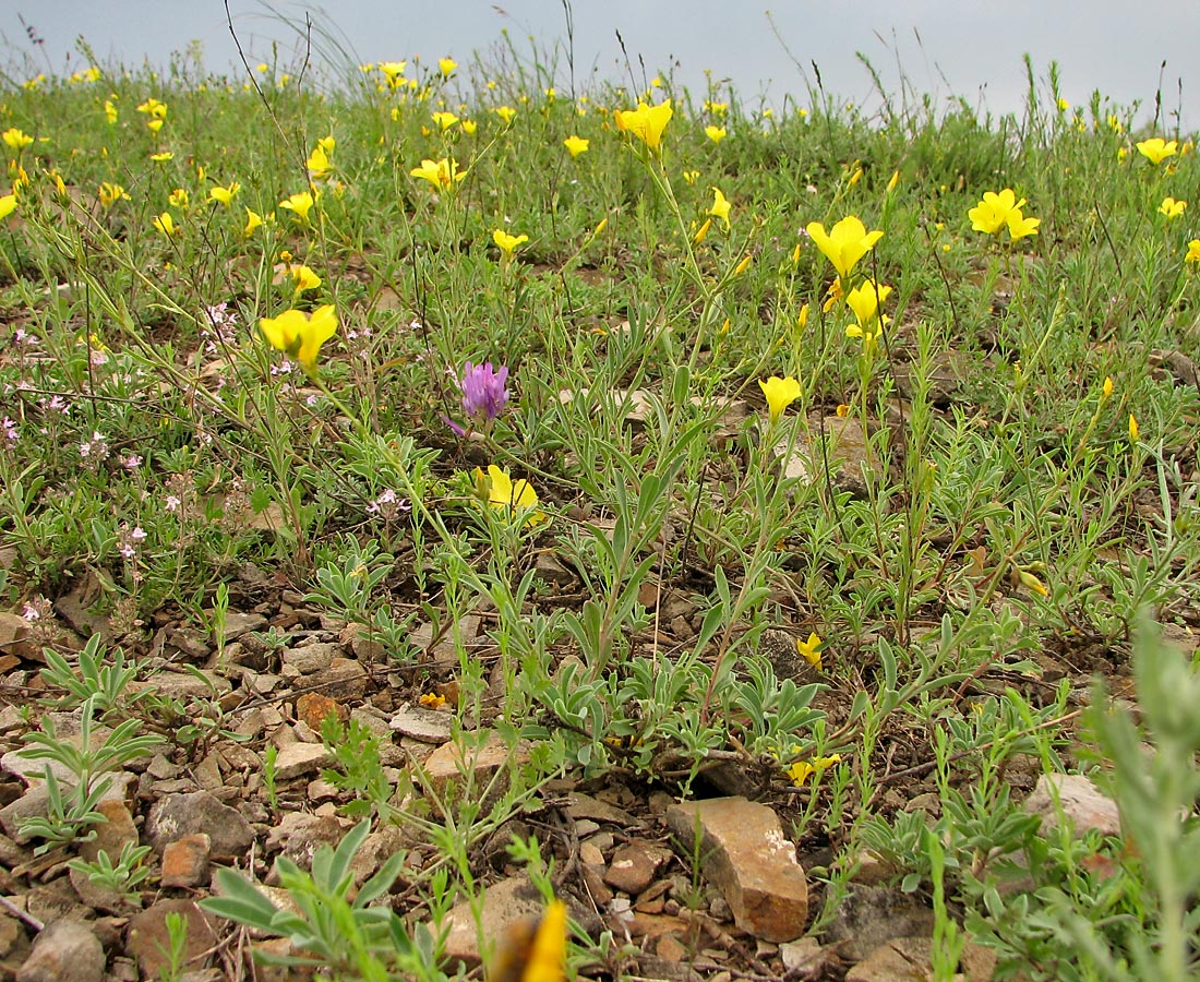 Image of Linum czernjajevii specimen.