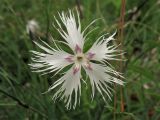 Dianthus pseudoserotinus