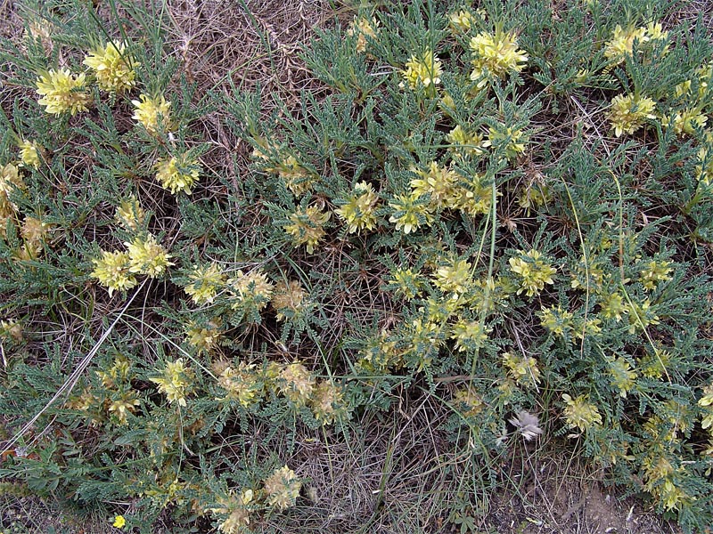 Image of Astragalus aureus specimen.