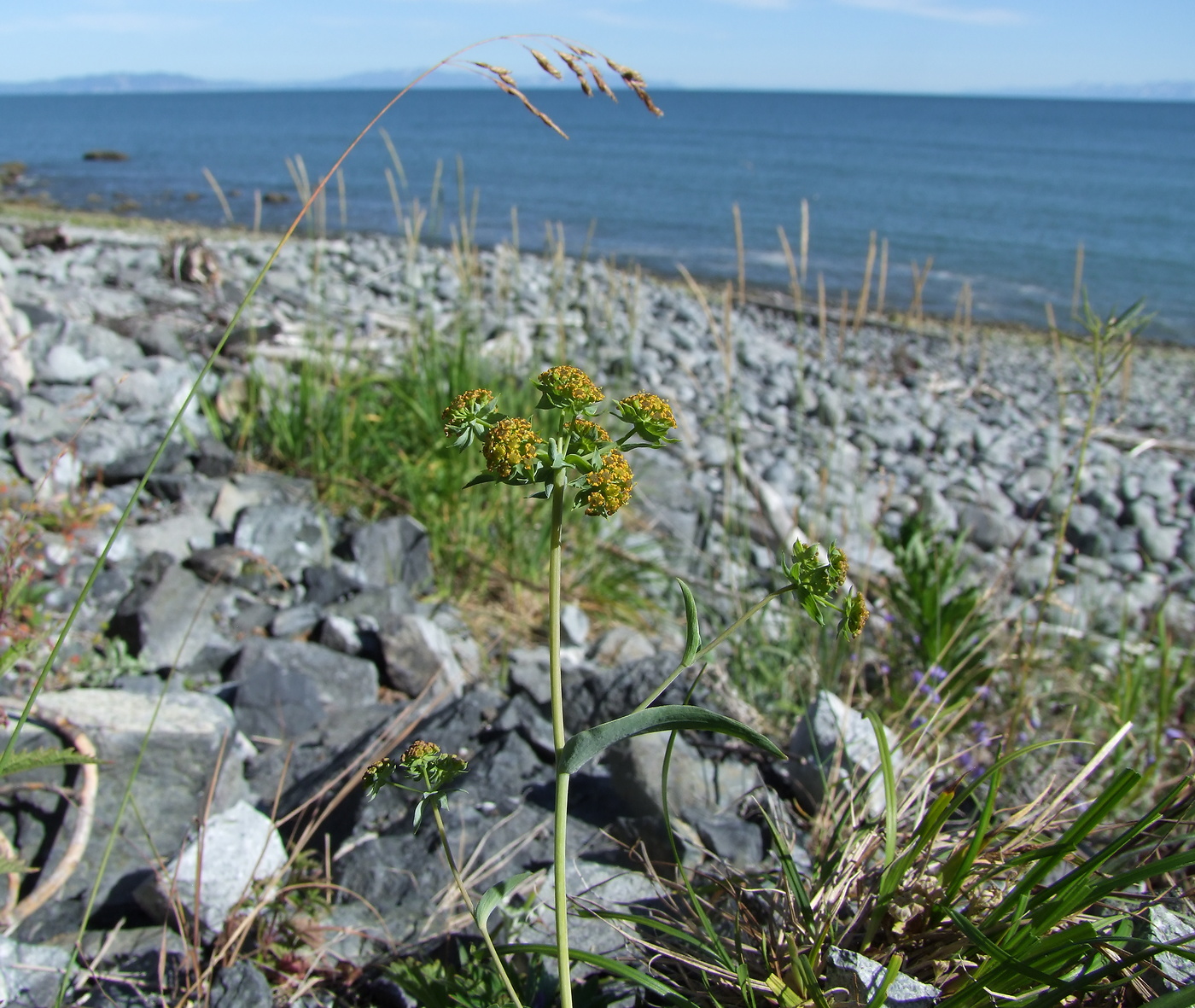 Image of Bupleurum triradiatum specimen.