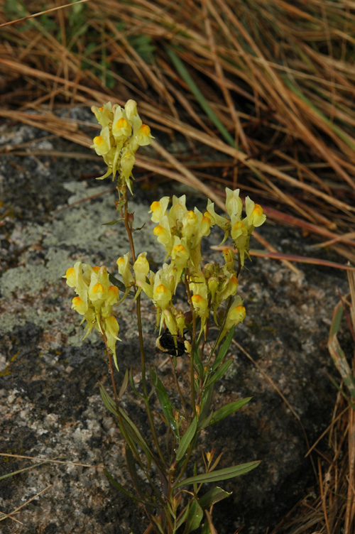 Image of Linaria vulgaris specimen.