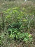 Heracleum sibiricum