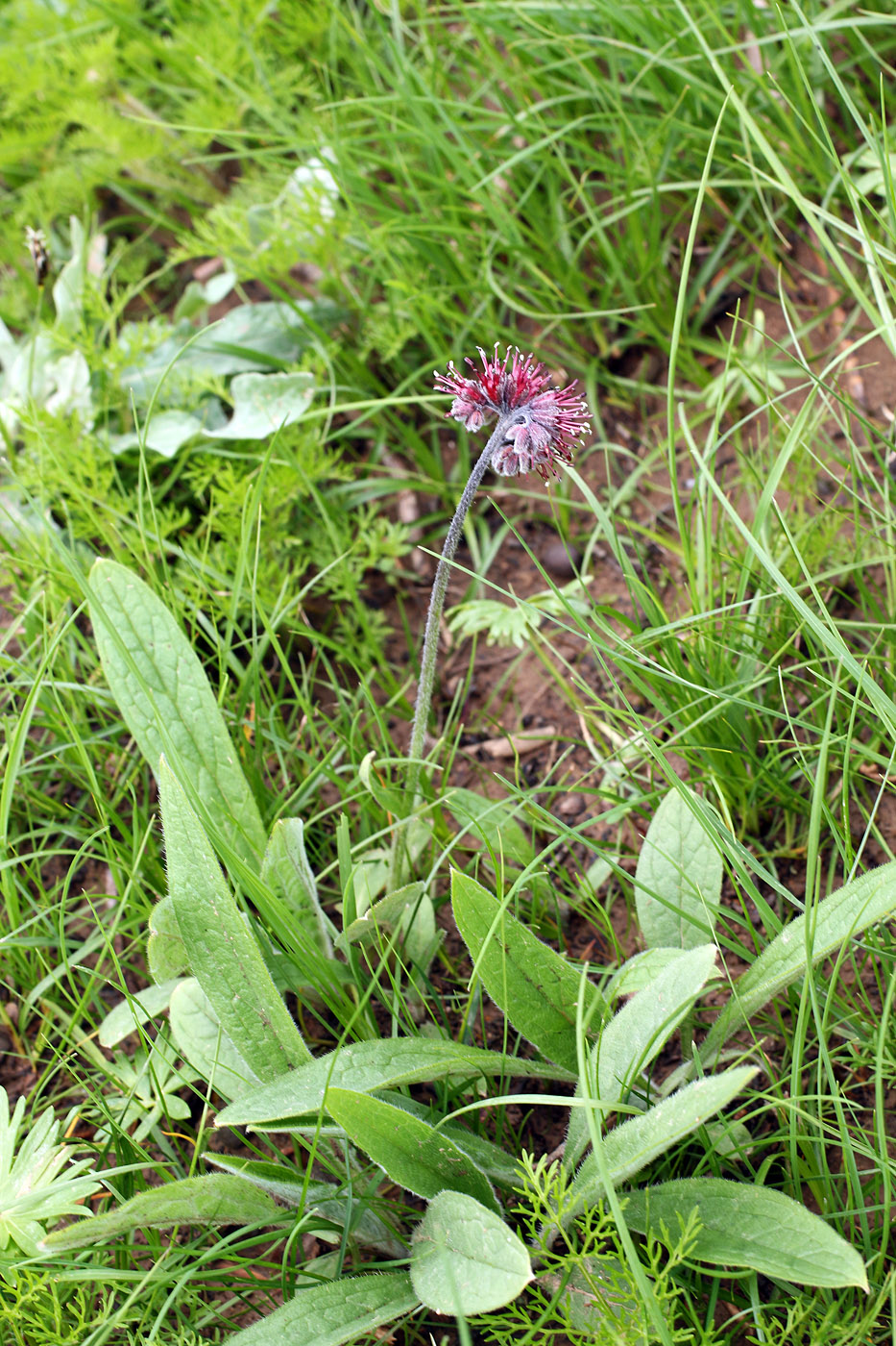 Image of Solenanthus hirsutus specimen.