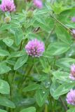 Trifolium pratense. Верхние части побегов с распустившимися и развивающимися соцветиями. Санкт-Петербург, Приморский р-н, окр. пересечения просп. Королёва и ул. Уточкина, луговина. 15.06.2019.