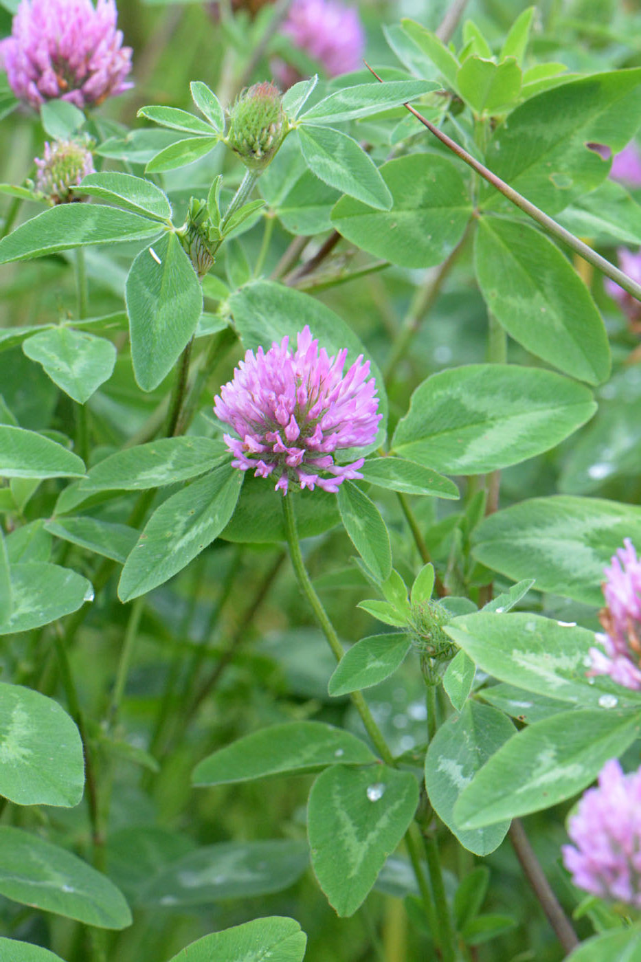 Изображение особи Trifolium pratense.