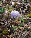 Trollius lilacinus. Цветущее растение. Алтай, Кош-Агачский р-н, долина р. Аккаллу-Озек, ≈ 2700 м н.у.м., горная тундра. 17.06.2019.