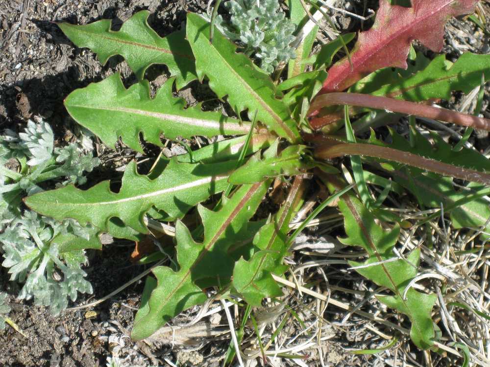 Одуванчик фото растения с листиками