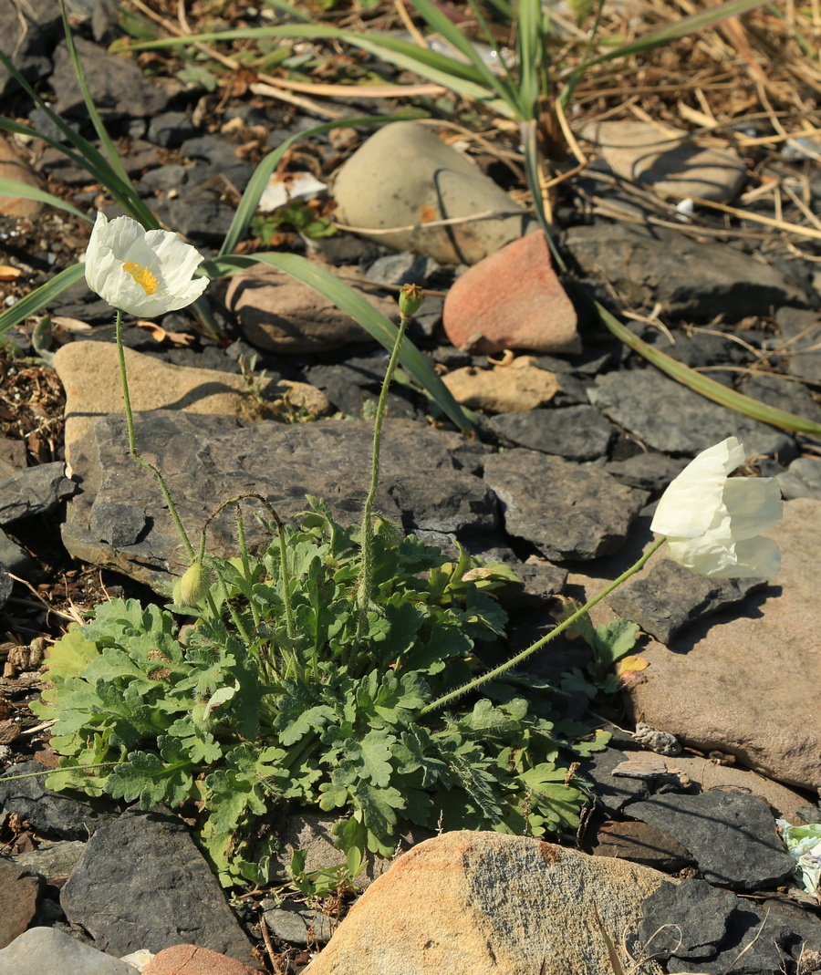 Изображение особи Papaver sokolovskajae.