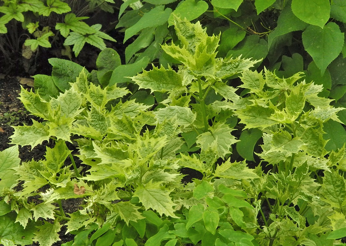 Image of Ajuga incisa specimen.