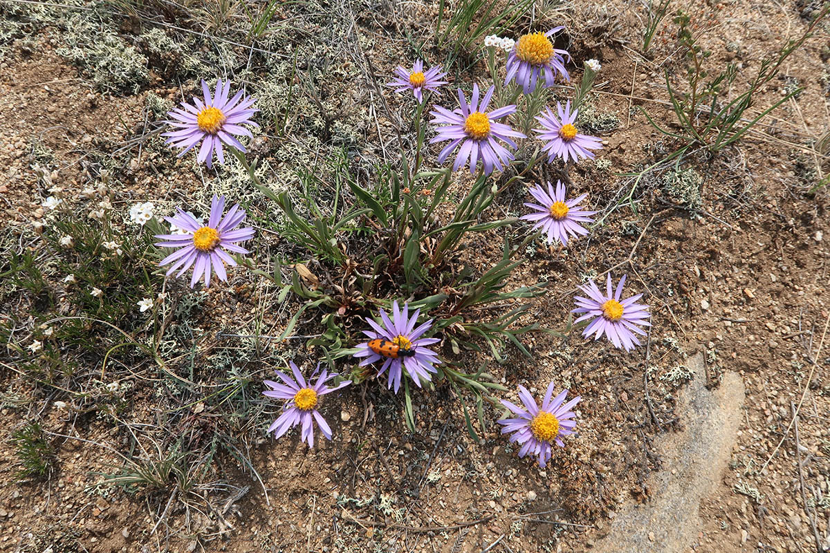 Image of Aster alpinus specimen.