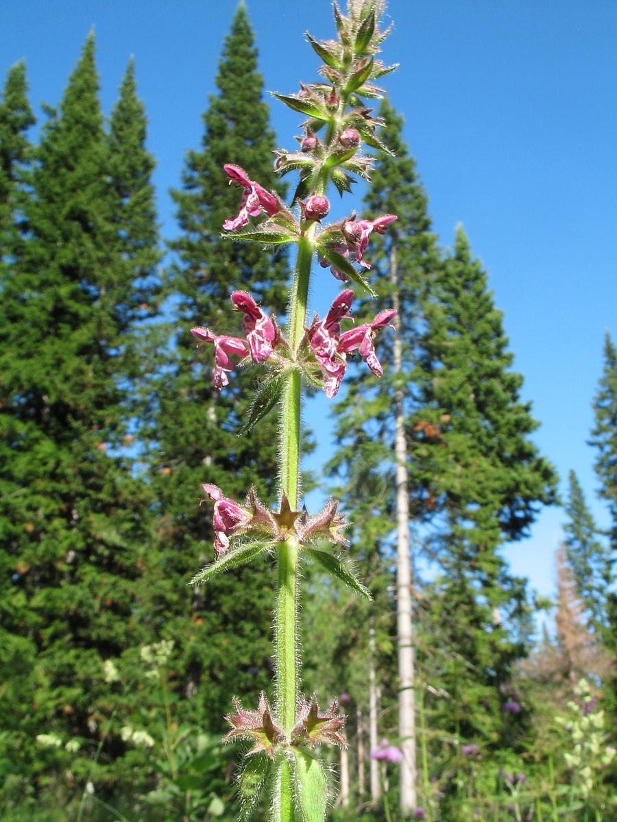 Image of Stachys sylvatica specimen.