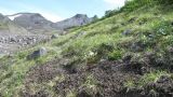 Saxifraga cherlerioides