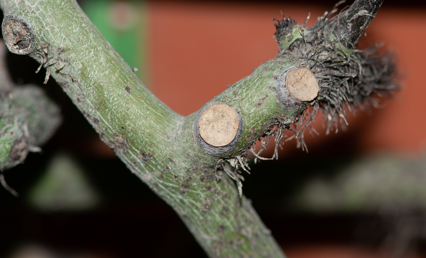 Image of familia Polypodiaceae specimen.